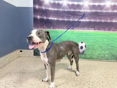 ARIANA, American Pit Bull Terrier, young, available for adoption