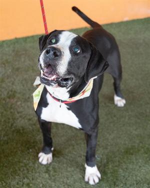 ALBERT, Great Dane, adult, available for adoption