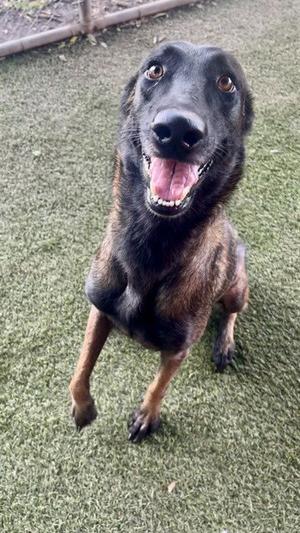 ARTEMIS, Belgian Shepherd Malinois, adult, available for adoption