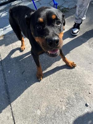 ALY, Rottweiler, senior, available for adoption