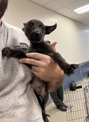 ASHER, Belgian Shepherd Malinois, puppy, available for adoption