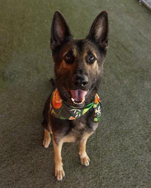 A German Shepherd dog wearing a colorful bandana, sitting on a carpeted floor.