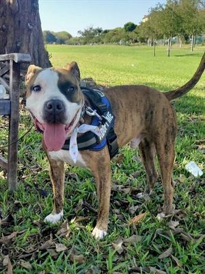 BEN, Boxer, adult, available for adoption