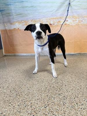 BATMAN, Staffordshire Bull Terrier, young, available for adoption