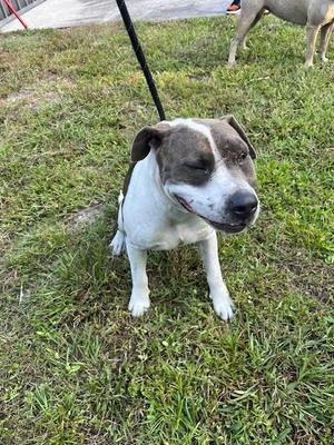 A white and brown dog with a black leash standing on grass.