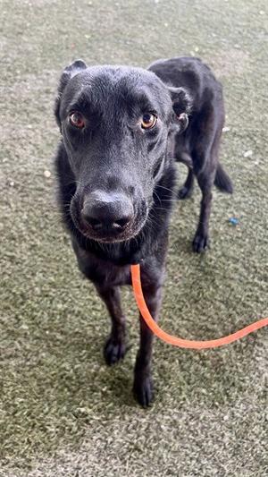 APOLLO, Dutch Shepherd, adult, available for adoption