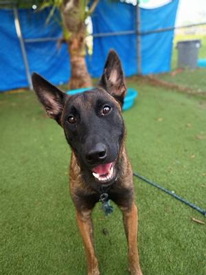 BENJAMIN, Belgian Shepherd Malinois, adult, available for adoption