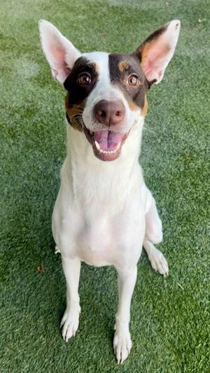 ANA, Terrier, adult, available for adoption