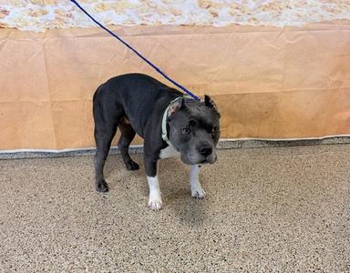 A black and white dog on a leash standing on a carpeted floor