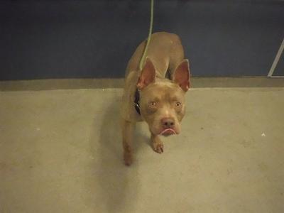 AXEL, Pit Bull Terrier, adult, available for adoption