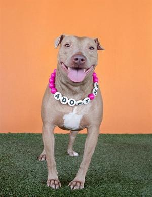 ANA, Terrier, senior, available for adoption