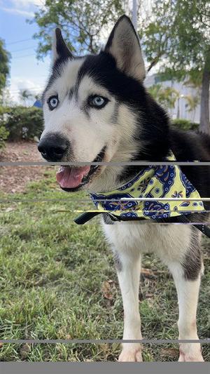 BEN, Siberian Husky, adult, available for adoption