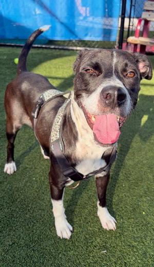 BANGO, American Bulldog, adult, available for adoption