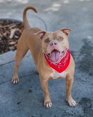 A happy brown dog wearing a red bandana, standing on a concrete surface.