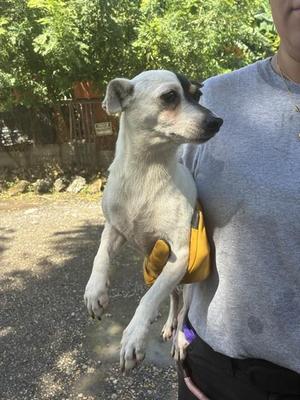 A small white dog with black patches being held by a person in a gray shirt.