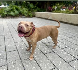 ATHENA, Pit Bull Terrier, adult, available for adoption