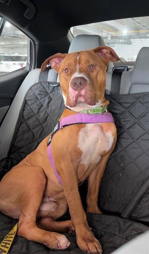 ALDEAN, American Bulldog, adult, available for adoption