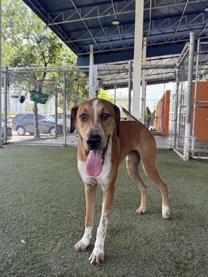 ARLO, Pointer / Bloodhound, young, available for adoption