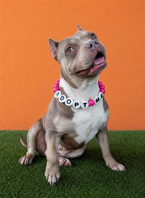 ATHENA, Bulldog, adult, available for adoption