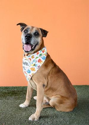 ACE, Boxer, senior, available for adoption