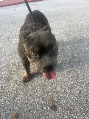 BENTLEY, American Bulldog, adult, available for adoption