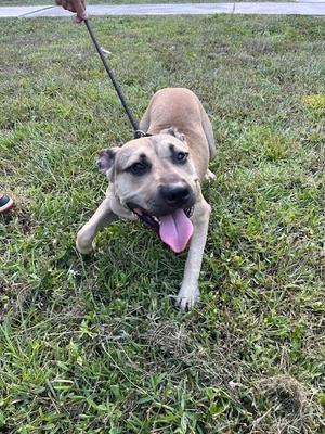 A brown dog on a leash, standing on grass with its tongue out.