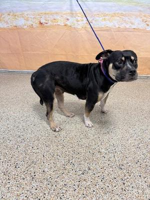 ARMANI, American Pit Bull Terrier, adult, available for adoption