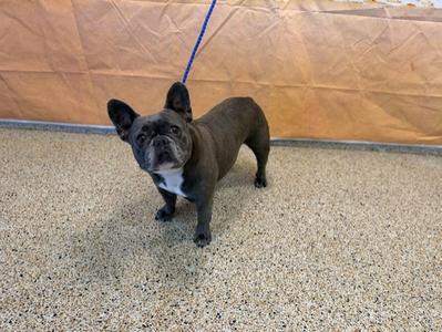 A brown French bulldog standing on a speckled floor with a blue leash attached to its collar, facing the camera.