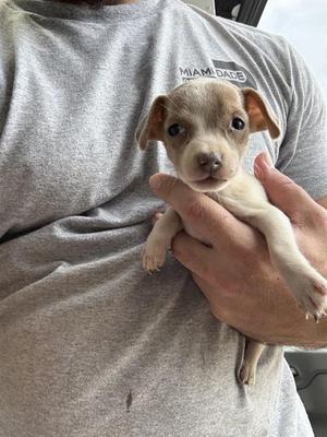A small puppy being held in someone's hands. The puppy has a light brown and white coat with large, expressive eyes. The person holding the puppy is wearing a gray t-shirt with the words "MIAMI DADE" printed on it.