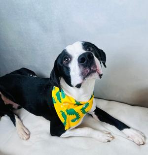Snoopy, American Pit Bull Terrier Mix, young, available for adoption