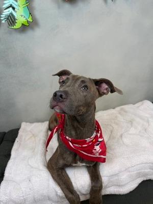Freedom, Pit Bull Terrier Mix, young, available for adoption
