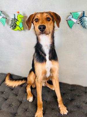 Longneck Bottle, German Shepherd Dog Mix, young, available for adoption