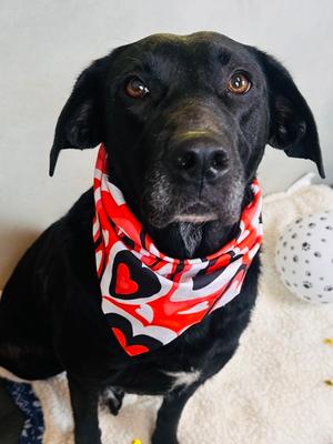 Girlfriend, Labrador Retriever Mix, adult, available for adoption
