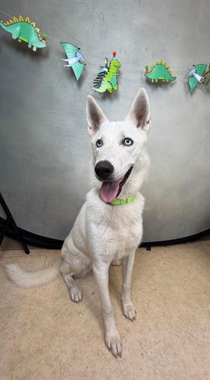 A white dog with blue eyes sits in front of a gray backdrop, with a banner of cartoon dinosaurs hanging above it.