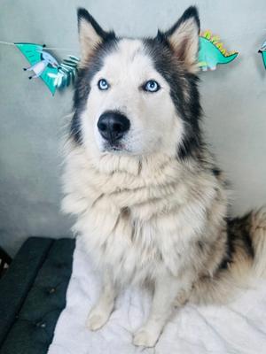 Frost, Alaskan Husky Mix, adult, available for adoption