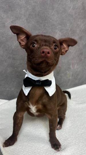 Brownie, Chihuahua - Smooth Coated Mix, young, available for adoption