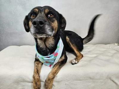 Bougie, Rhodesian Ridgeback and German Shepherd Dog, adult, available for adoption