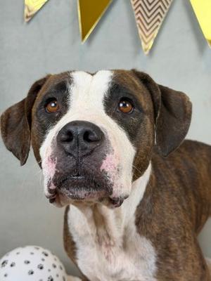Flash, American Pit Bull Terrier Mix, adult, available for adoption