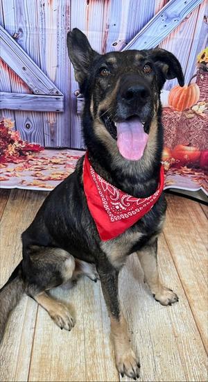 Mr Rogers, German Shepherd Dog Mix, senior, available for adoption
