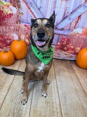 Tasha, German Shepherd Dog Mix, senior, available for adoption