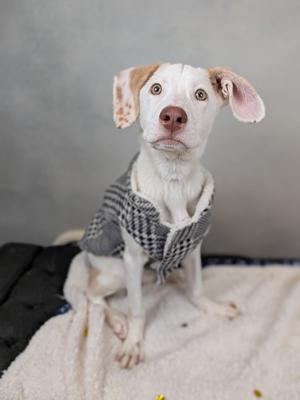 A white and brown dog wearing a gray and white checkered sweater, sitting on a white blanket with a gray background.