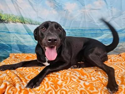 Luna, Labrador Retriever Mix, adult, available for adoption