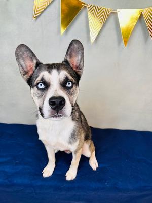 Chowder, Pit Bull Terrier Mix, adult, available for adoption