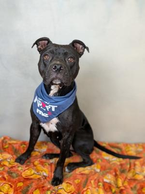 Leila, American Pit Bull Terrier Mix, young, available for adoption