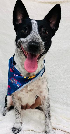 Muffin, Australian Cattle Dog Mix, adult, available for adoption