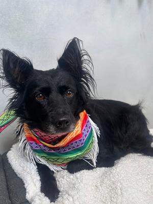 Melody, Border Collie Mix, senior, available for adoption