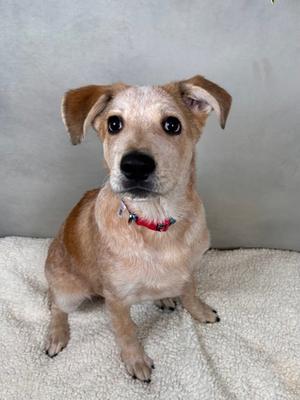 A small brown and white dog with floppy ears sitting on a white blanket.