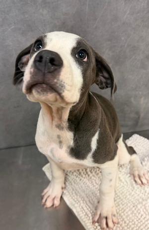 Oreo, American Pit Bull Terrier Mix, puppy, available for adoption