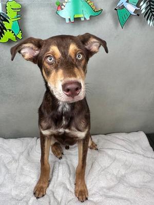Arizona, Alaskan Husky Mix, young, available for adoption