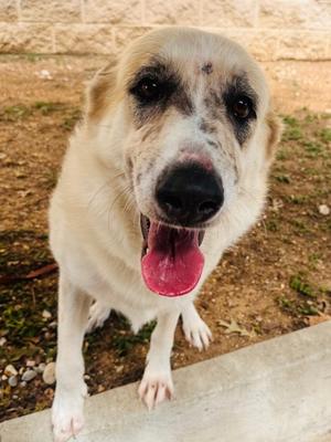 Lulu, German Shepherd Dog Mix, adult, available for adoption